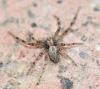 Philodromus sp.
